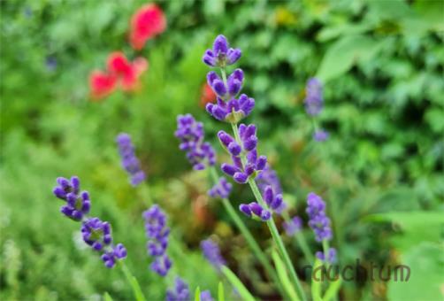 Lavendel Blüten bio 